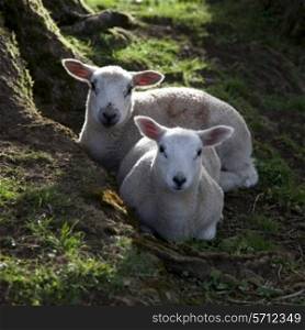 Two Spring Lambs resting between tree roots, Cotswolds, England.