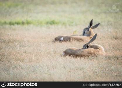 Two Springbok lambs laying in the grass in the Kalagadi Transfrontier Park, South Africa.