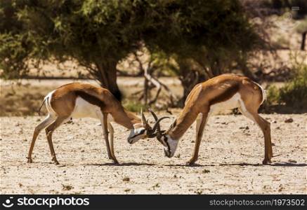 Two Springbok male dueling in Kgalagari transfrontier park, South Africa ; specie Antidorcas marsupialis family of Bovidae. Springbok in Kgalagadi transfrontier park, South Africa