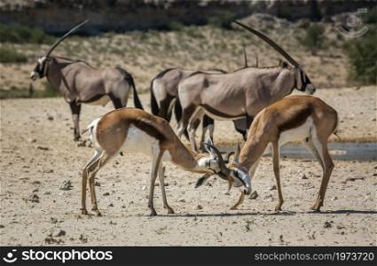 Two Springbok male dueling in Kgalagari transfrontier park, South Africa ; specie Antidorcas marsupialis family of Bovidae. Springbok in Kgalagadi transfrontier park, South Africa