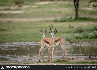 Two Springboks starring at the camera in the Kalagadi Transfrontier Park, South Africa.