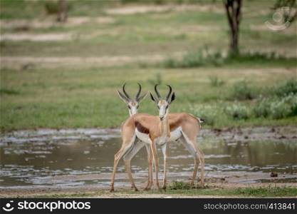 Two Springboks starring at the camera in the Kalagadi Transfrontier Park, South Africa.