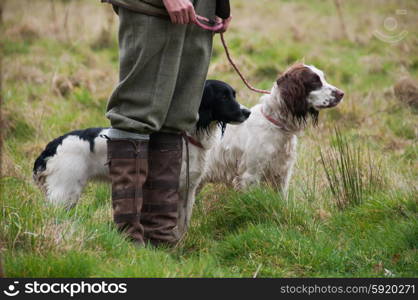 Two springer spaniels out shooting with handler