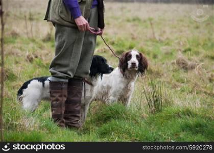 Two springer spaniels out shooting with handler