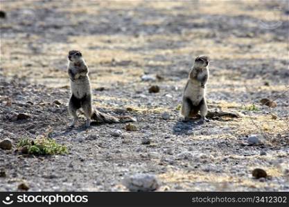 Two squirrels pay attention to dangerous, Namibia, Etosha Park