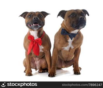 two Staffordshire bull terrier in front of white background