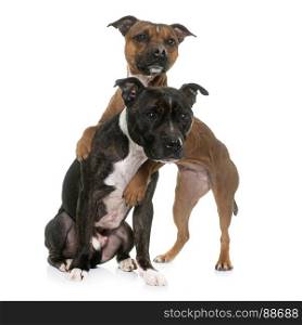 two staffordshire bull terrier in front of white background