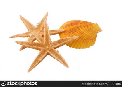 Two Starfish and one Shell on the White Background