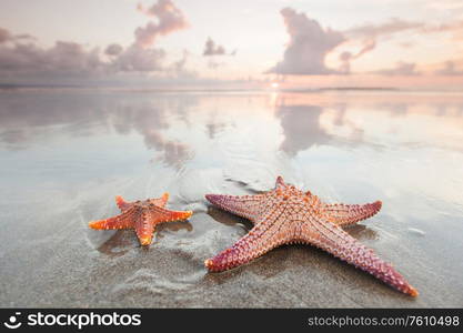 Two starfish on beach at sunset as summer vacation symbol. Two starfish on beach