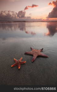 Two starfish on beach at sunset. Two starfish on empty beach at sunset