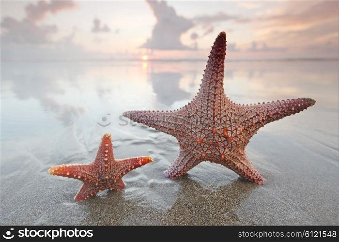 Two starfish on beach at sunset. Two starfish on empty beach at sunset