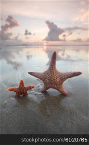 Two starfish on summer beach. Two starfish on summer beach at sunrise