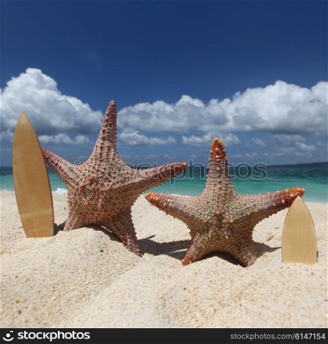 Two starfish surfers on beach. Two starfish surfers on sand of tropical beach at Philippines