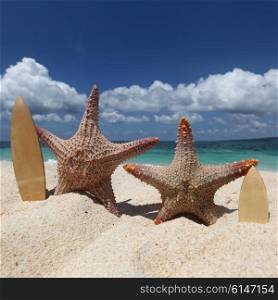 Two starfish surfers on beach. Two starfish surfers on sand of tropical beach at Philippines