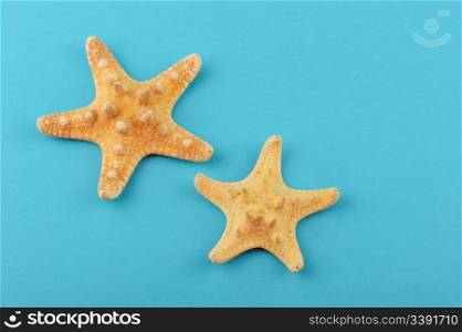 Two starfishes on a blue background. The detailed photo close up