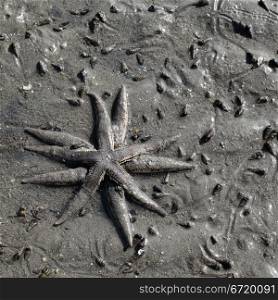 two starfishes on seabed in shallow water