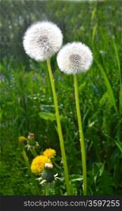 Two stem of dandelion seeds in a field of green grass in spring sunshine.