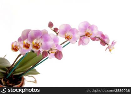 Two stem of gorgeous pink orchid with green leaf&rsquo;s, isolated forwhite background.