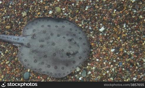 Two sting rays swimming in clear shallow water