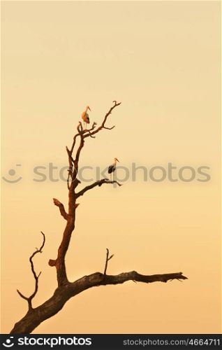 Two storks perched on a dead tree with a beautiful orange sky background