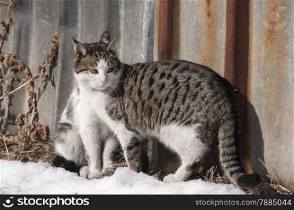Two street cats close together on grunge tin wall background in clear winter day