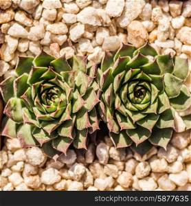 Two succulent plants together in on small planter, filled with small stones, as viewed from above.