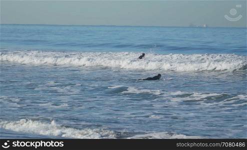 Two surfers near the Santa Monica Pier.