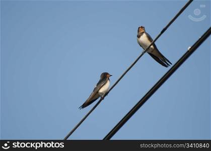 Two swallows on a wire