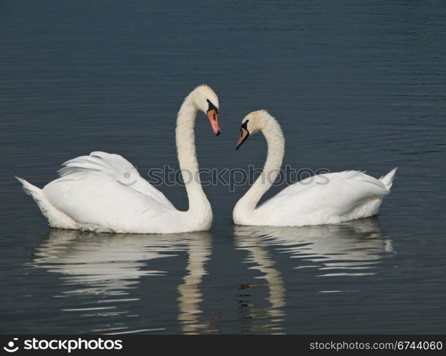 Two Swans, Cygnus olor. Two Mute Swans, Cygnus olor looking at each other with bend necks