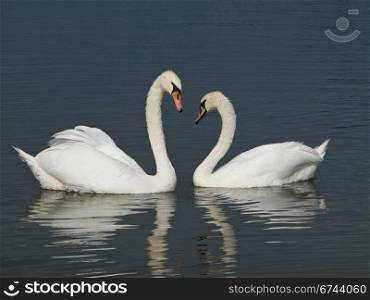 Two Swans, Cygnus olor. Two Mute Swans, Cygnus olor looking at each other with bend necks