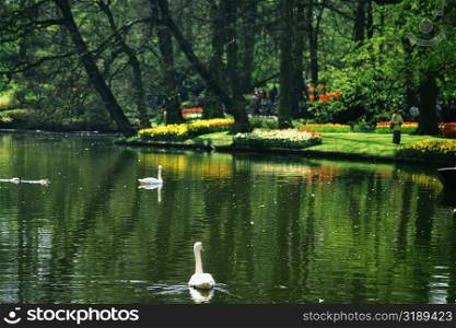 Two swans in a pond, Keukenhof Gardens, Lisse, Netherlands