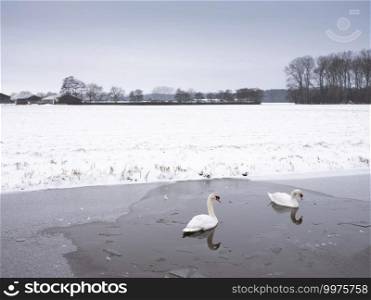 two swans in frozen canal near utrecht in the netherlands next to snow covered field and farm