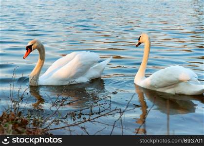 two swans on the pond, wild waterfowl on the lake. wild waterfowl on the lake, two swans on the pond