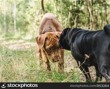 Two sweet puppies playing on a background of green trees in a beautiful, quiet forest. Clear, sunny day. Close-up, outdoor. Concept of care, education, obedience, training and raising of pets. Two sweet puppies playing in a forest