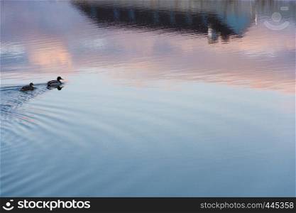 Two swimming ducks on the blue-pink mirror smooth surface of a quiet river.