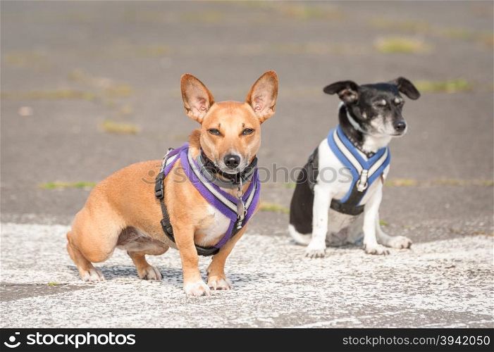two terrier dogs in body harnesses