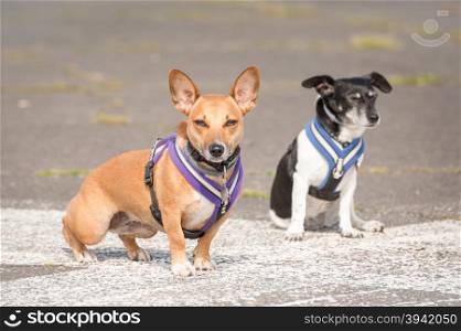 two terrier dogs in body harnesses