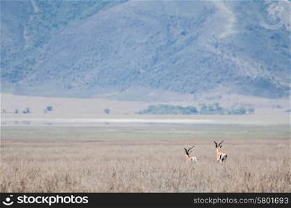 Two Thomson gazelles are running away in to the distance, towards the crater wall of the Ngorongoro Crater, Tanzania.