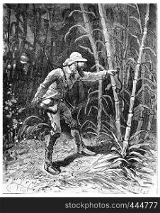 Two thousand miles across South America, Clings to his finger a little snake, vintage engraved illustration. Journal des Voyage, Travel Journal, (1880-81).
