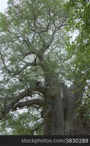 two thousand year old baobab tree in south africa
