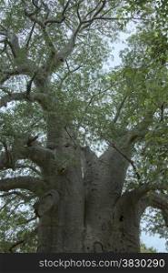 two thousand year old baobab tree in south africa