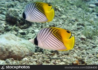 Two Threadfin butterflyfish (Chaetodon auriga) swimming underwater, Papua New Guinea