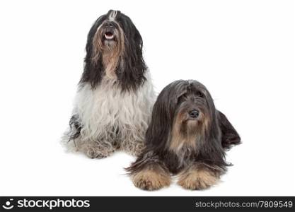 two Tibetan Terrier dogs isolated on white