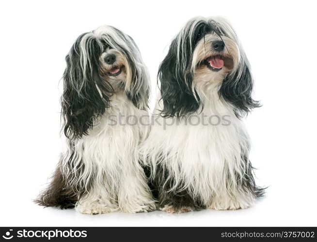 two Tibetan terrier in front of white background