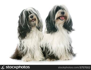two Tibetan terrier in front of white background