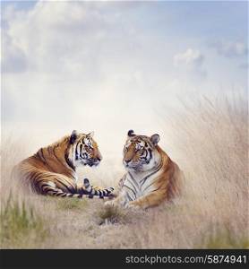 Two Tigers Resting in a Tall Grass