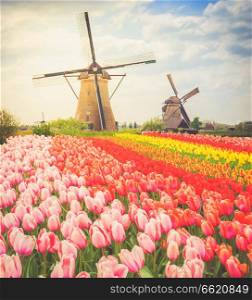 two traditional Dutch windmills of Zaanse Schans and rows of tulips, Netherlands, toned. Dutch wind mills