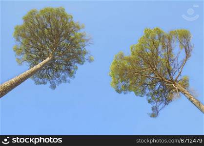 Two tree tops