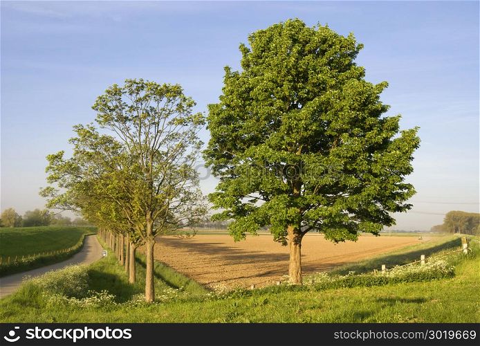 Two trees along a dike on a beautiful morning in spring on the Isle of Dordrecht. Two trees on a spring day