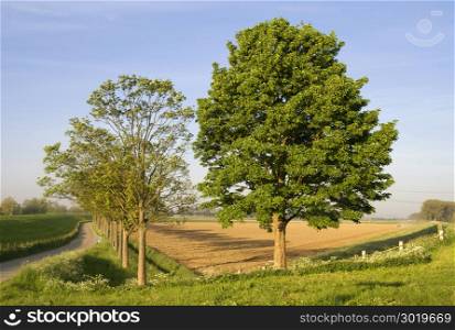 Two trees along a dike on a beautiful morning in spring on the Isle of Dordrecht. Two trees on a spring day